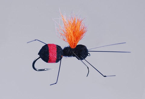 Rainys Carpenter Ant Red Butt Rainys Carpenter Ant Red Butt